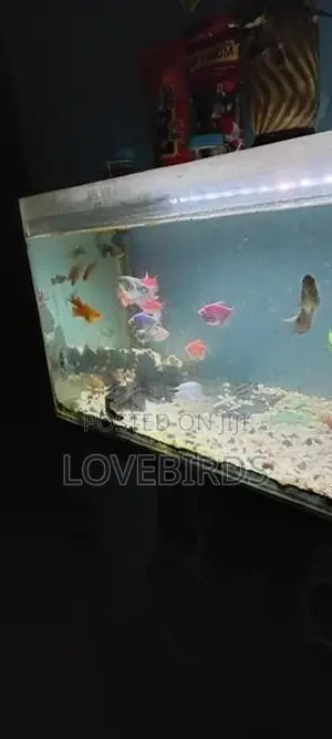 Gourami Fish