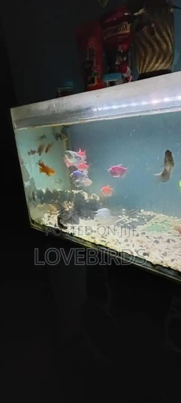 Gourami Fish