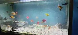 Gourami Fish