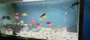 Gourami Fish