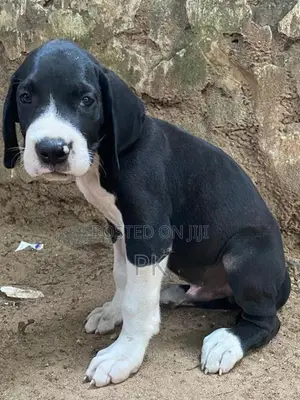 Great Dane Puppy
