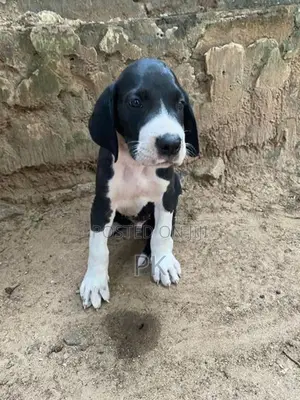 Great Dane Puppy