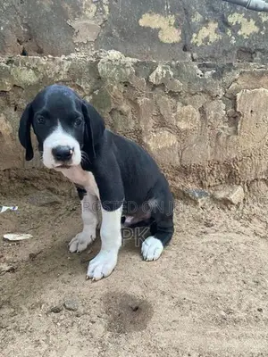 Great Dane Puppy