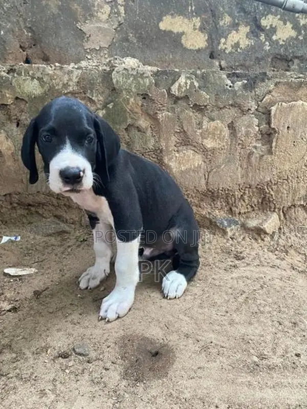 Great Dane Puppy