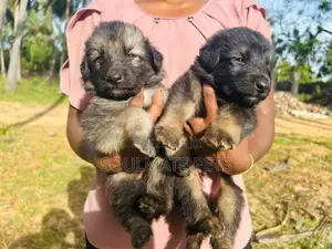 German Shepherd Puppies