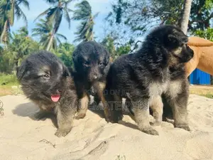 German Shepherd Puppies