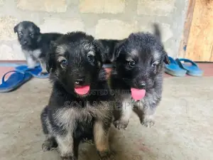 German Shepherd Puppies