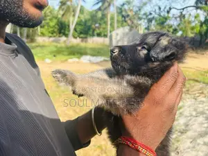 German Shepherd Puppies