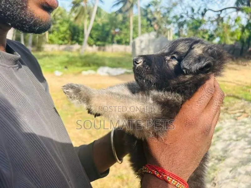 German Shepherd Puppies