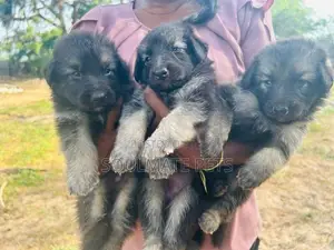 German Shepherd Puppies