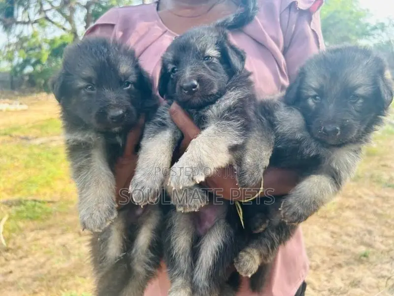 German Shepherd Puppies