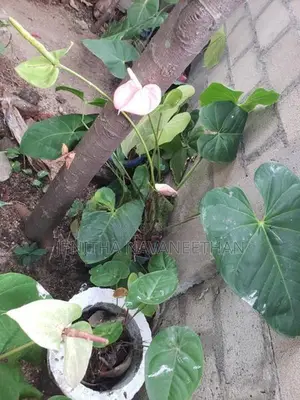 Anthurium Plants