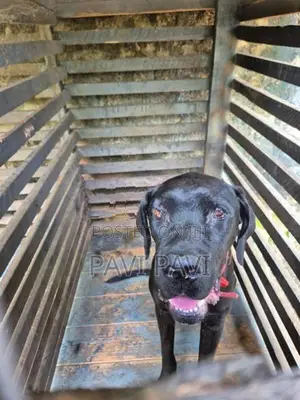 Cane Corso