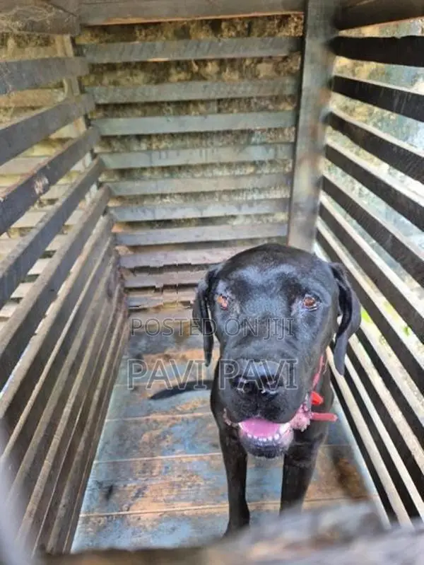 Cane Corso