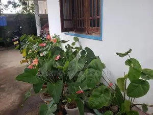 Anthurium Plants