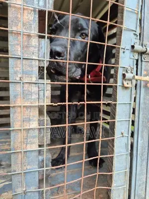 Cane Corso