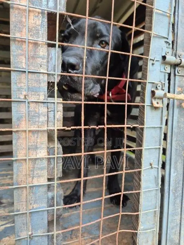 Cane Corso
