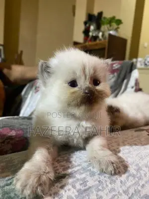British Persian Mix Cats