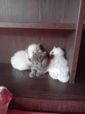 British Persian Mix Cats