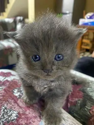 British Persian Mix Cats