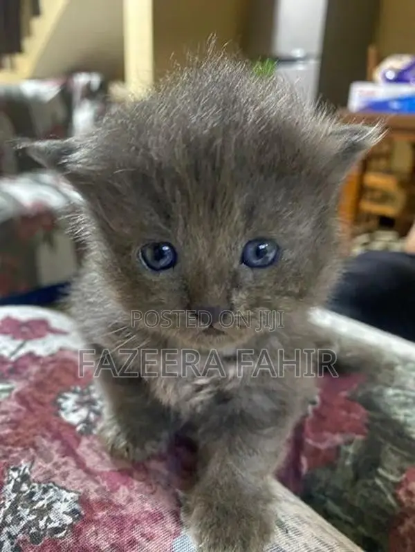 British Persian Mix Cats
