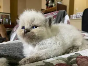 British Persian Mix Cats