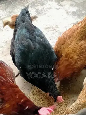 நாட்டு கோழி