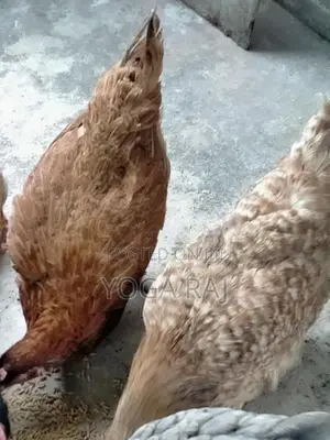 நாட்டு கோழி