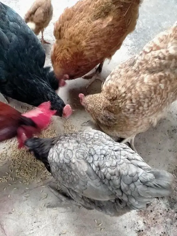 நாட்டு கோழி