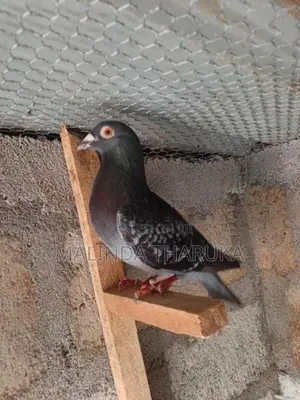 Pigeons