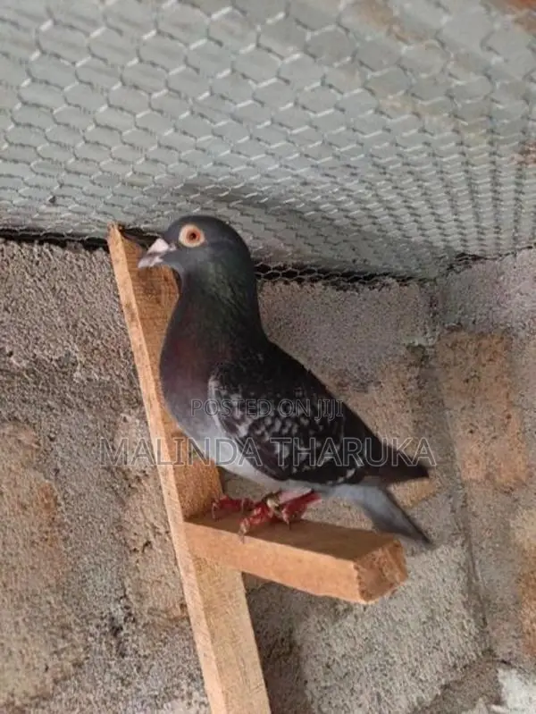 Pigeons