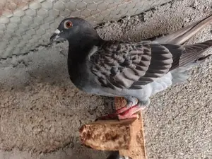 Pigeons
