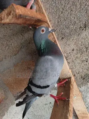 Pigeons