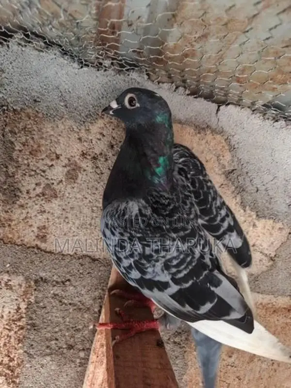 Pigeons