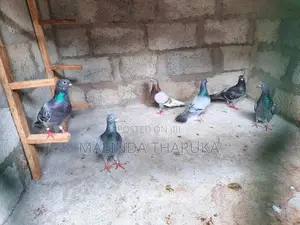 Pigeons