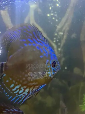 Discus 12 cm pair