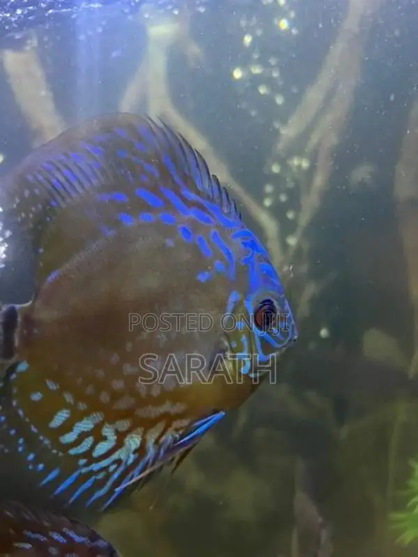 Discus 12 cm pair