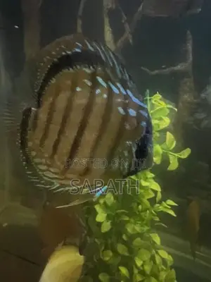 Discus 12 cm pair