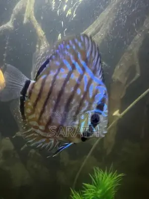 Discus 12 cm pair