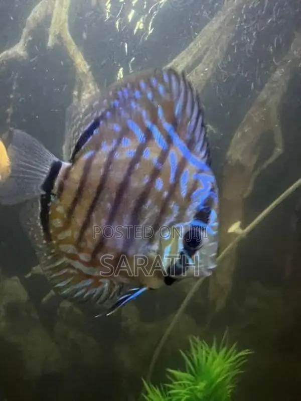 Discus 12 cm pair