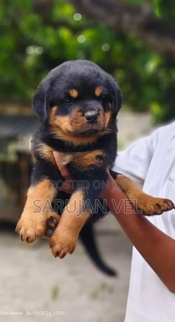 Rottweiler Puppies