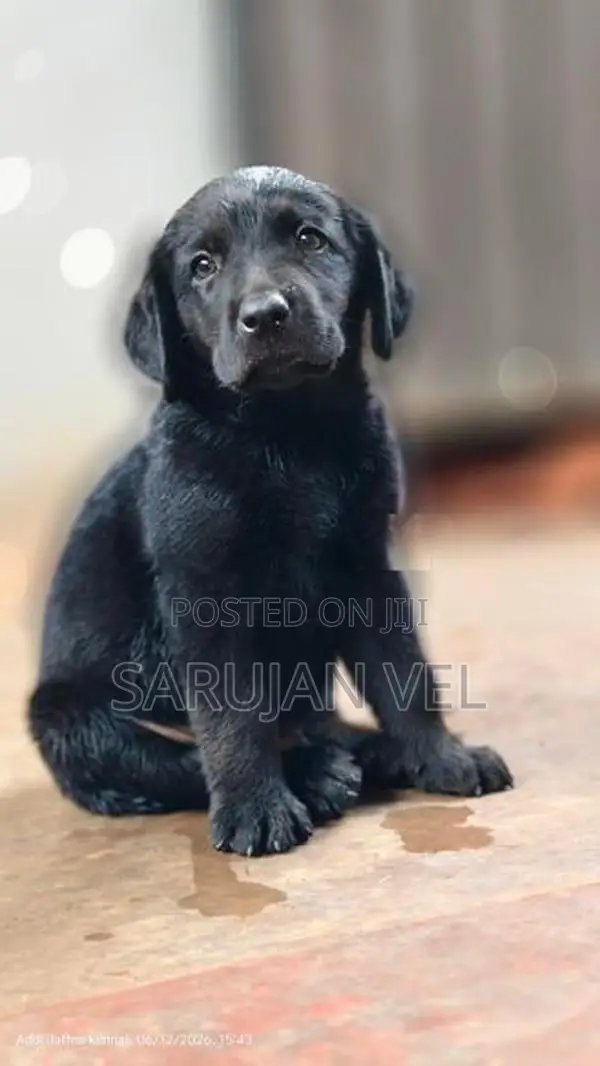 Labrador Puppy