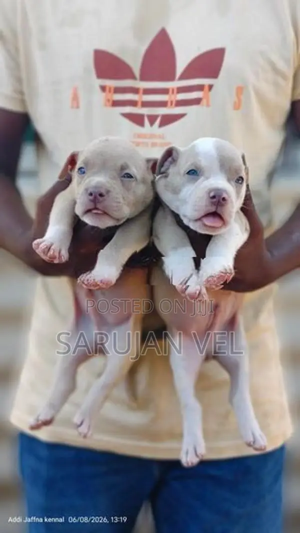 American Bully Puppy