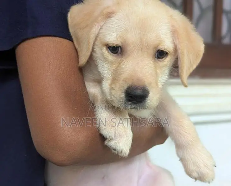 Labrador Puppies