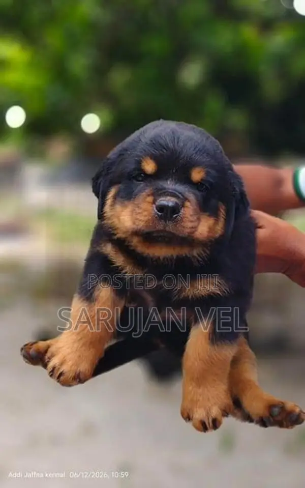 Rottweiler Puppies