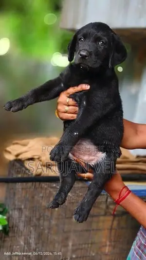Labrador Puppy