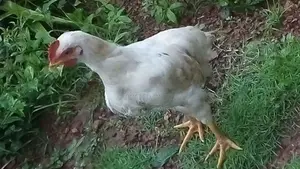 Kukulan