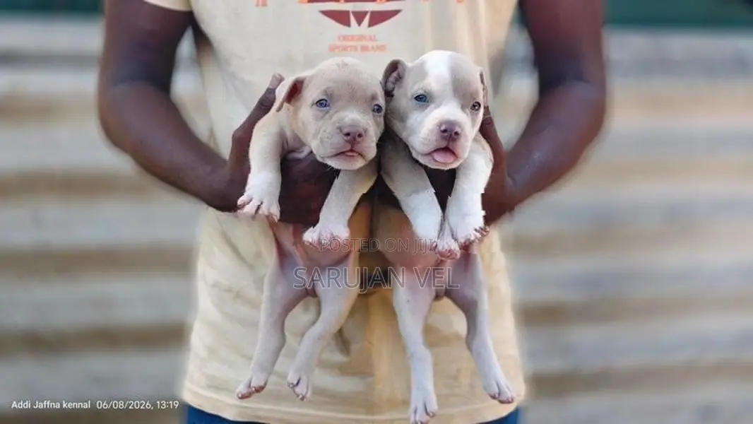 American Bully Puppy