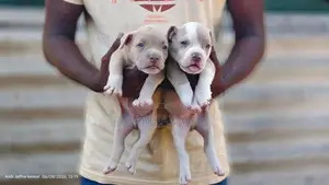 American Bully Puppy