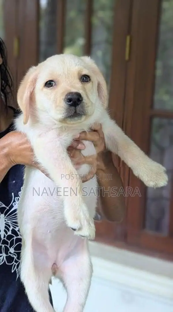 Labrador Puppies